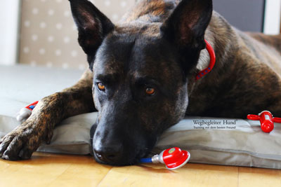 MedicalTraining_webklein