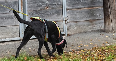 Hund zeigt das typische Suchverhalten in der Personensuche