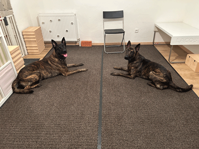Trainingsraum mit Schnüffelwänden und zwei liegenden Hunden.
