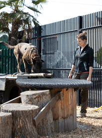 Hund sucht auf Geräten nach Zielgeruch.