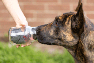 Hund riecht an Glas mit Geruchsträger