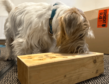Terrier sucht Zielgeruch in Geruchsziegel aus Holz.