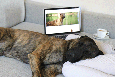 Hund schläft auf Couch mit Computer im Hintergrund.