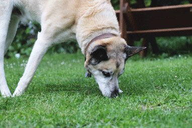 Hund sucht nach Leckerlis auf Wiese.